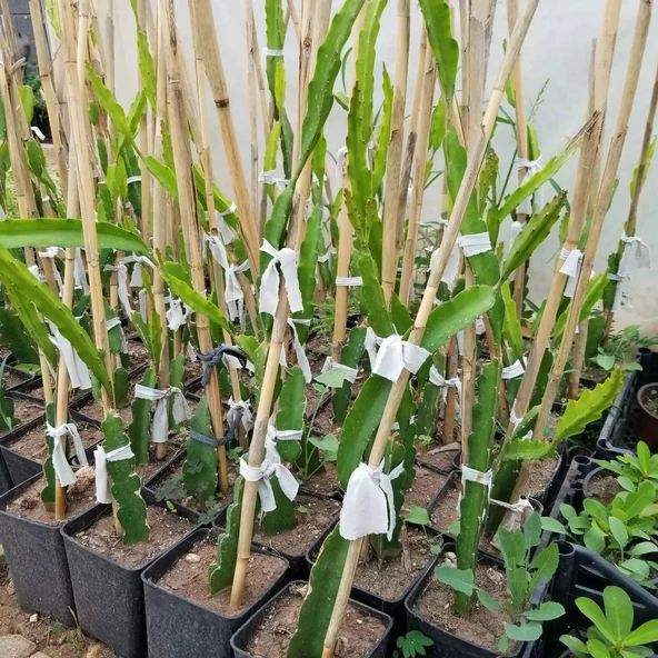 Beyaz Ejder Meyvesi Pitaya Fidanı, Torbada - 4