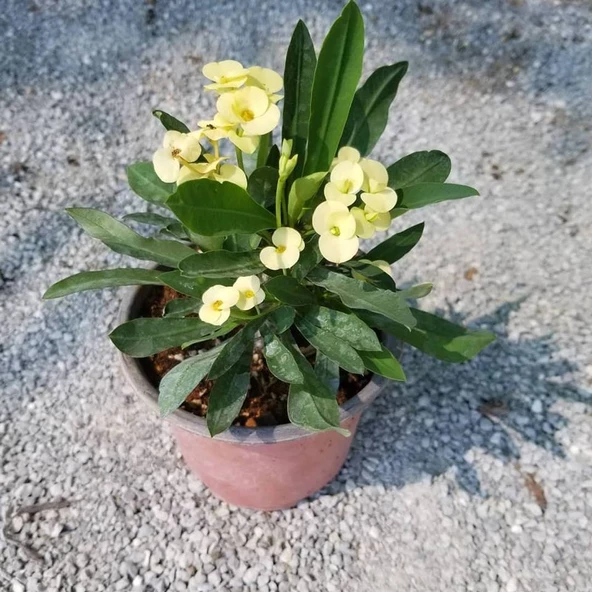 İTHAL Orijinal SARI Euphorbia Milii / Dikenler Tacı Saksıda Küçük Boy - 2