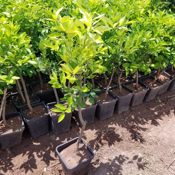 6 Yaş Aşılı Yediveren Limon Fidanı, Saksıda - Resim 2