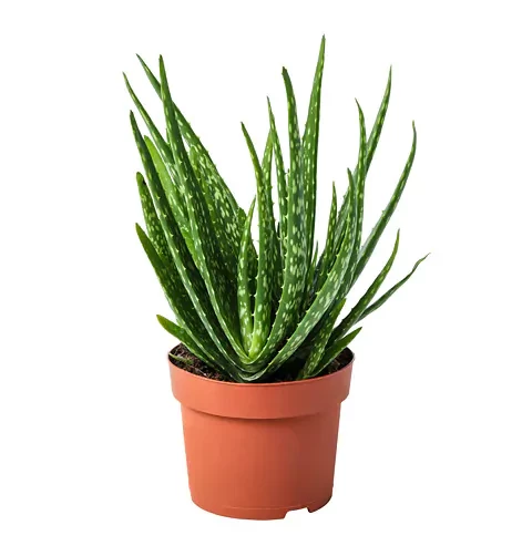 Tüketilebilir Aloevera, Küçük Boy, Torbada - 1