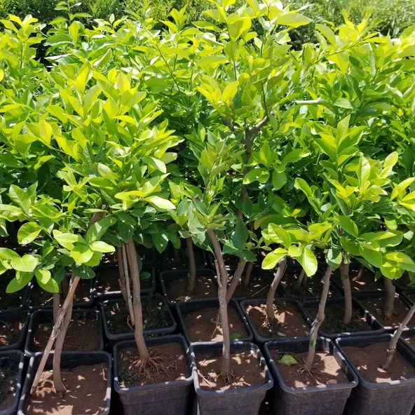 6 Yaş Aşılı Yediveren Limon Fidanı, Saksıda - Resim 3