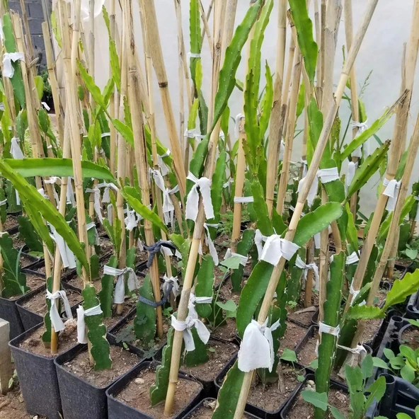 2 Yaş Beyaz Pitaya Ejder Meyvesi Fidanı, Torbada - 3