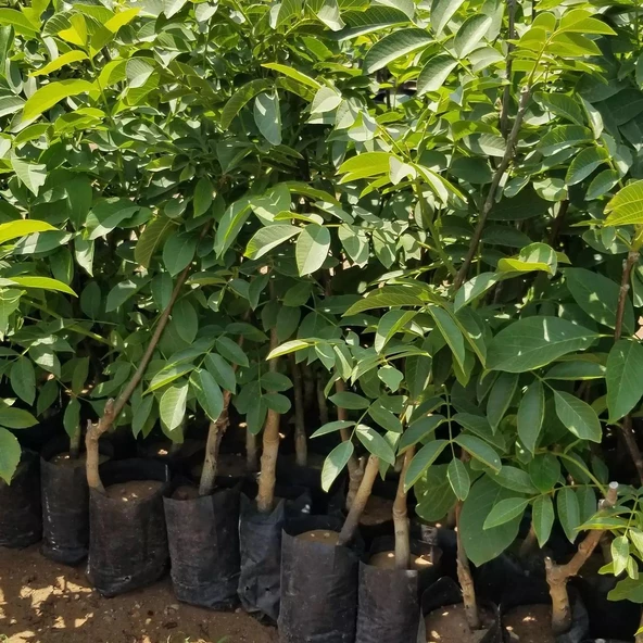 Aşılı Şebin Cevizi Fidanı, Torbada - Resim 2