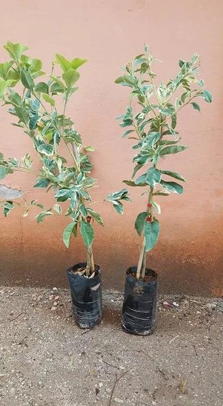 6 Yaş Aşılı  Tropikal Alacalı Limon Fidanı, Torbada - Resim 2