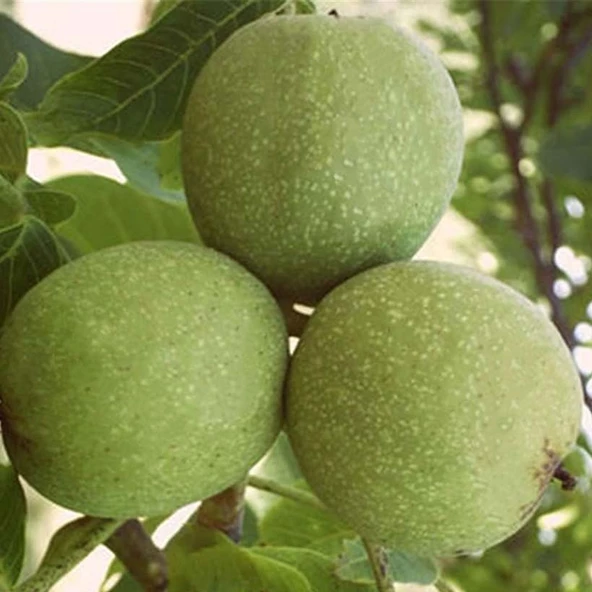 Aşılı Şebin Cevizi Fidanı, Torbada ürün görseli