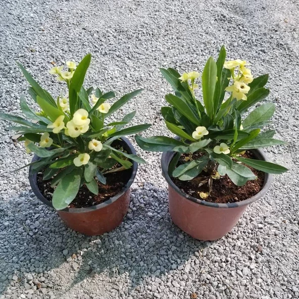 İTHAL Orijinal SARI Euphorbia Milii / Dikenler Tacı Saksıda Küçük Boy - 3