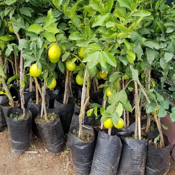 3 Yaş Aşılı Mayer Limon Fidanı, Torbada - Resim 2