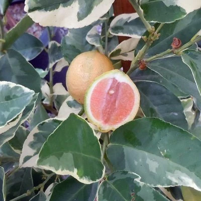 4 Yaş Aşılı Tropikal Alacalı Limon Fidanı, Torbada - 1