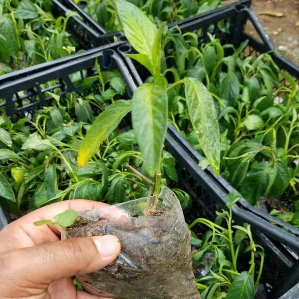 Pepino Fidesi - 2