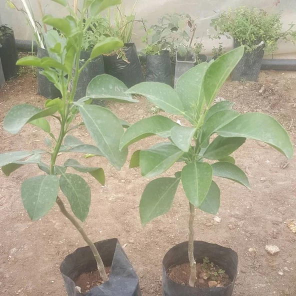 3 Yaş Aşılı Ağaç Kavunu Fidanı, Torbada - 2