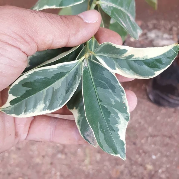 6 Yaş Aşılı  Tropikal Alacalı Limon Fidanı, Torbada - Resim 3