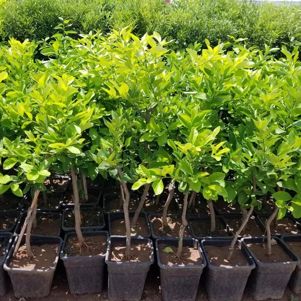 6 Yaş Aşılı Yediveren Limon Fidanı, Saksıda - Resim 4