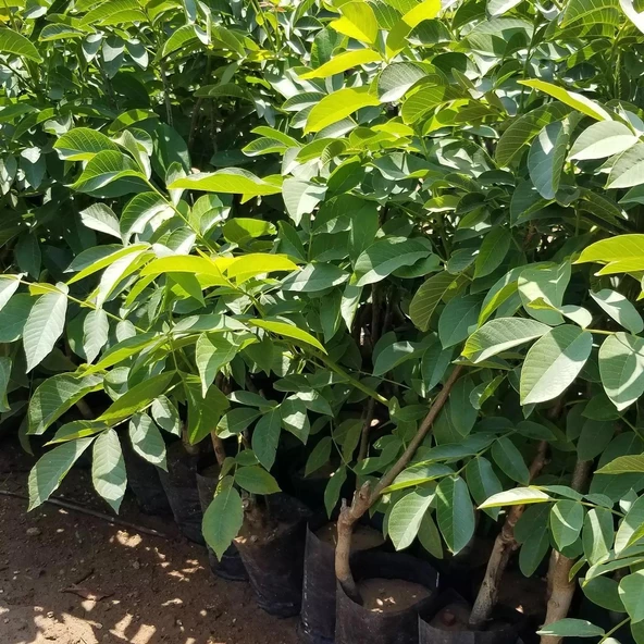 Aşılı Pedro Ceviz Fidanı, Torbada - 2