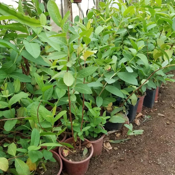 2 Yaş Kırmızı Guava Fidanı, Torbada - Resim 3