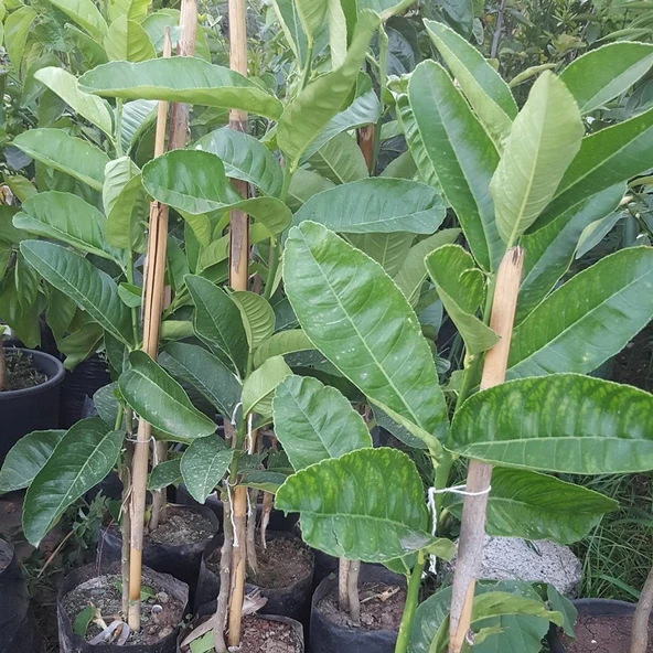 3 Yaş Aşılı  Tropikal Budanın Eli Fidanı, Torbada - 2