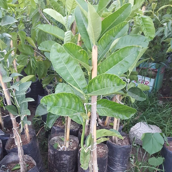 3 Yaş Aşılı  Tropikal Budanın Eli Fidanı, Torbada - 3