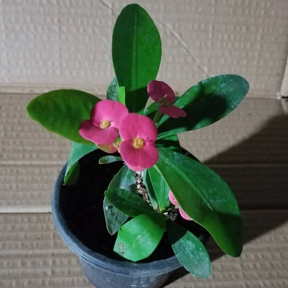 İTHAL Orijinal KIRMIZI Euphorbia Milli / Dikenler Tacı Küçük Saksıda - 2