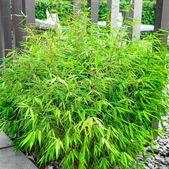 Saksılık Bambu ağacı tohumu 3 Adet Tohum - 3