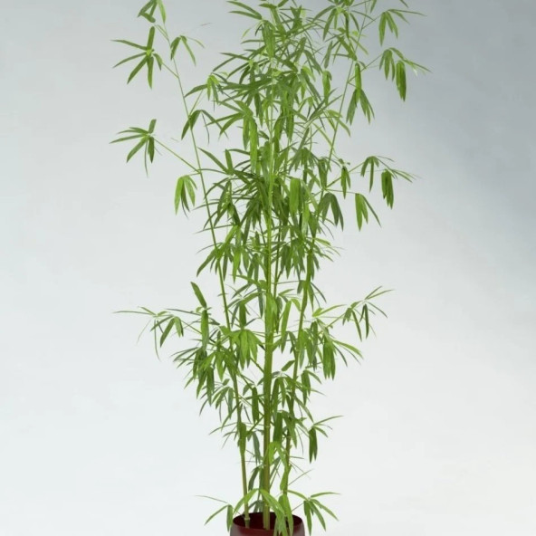 Saksılık Bambu ağacı tohumu 3 Adet Tohum - 5