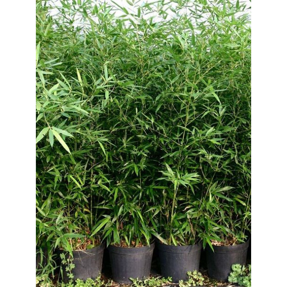 Saksılık Bambu ağacı tohumu 3 Adet Tohum - 6