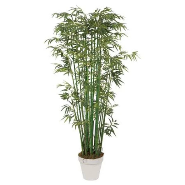 Saksılık Bambu ağacı tohumu Ekim Seti - 4