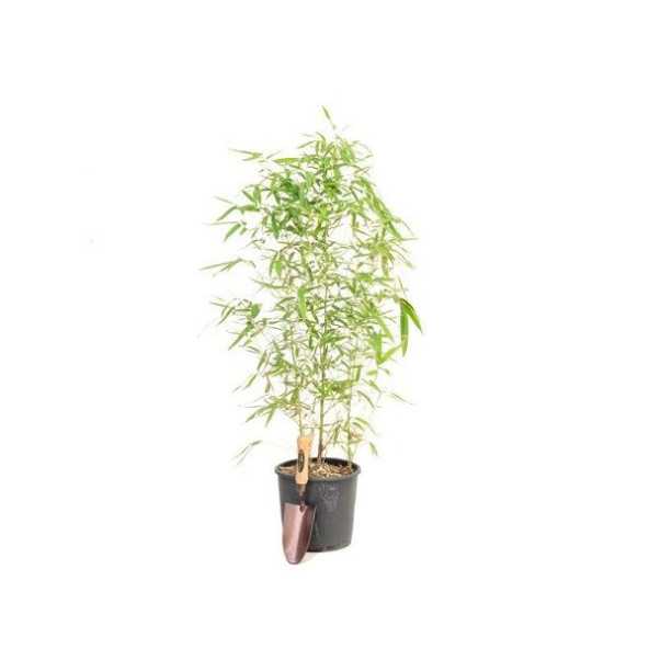 Saksılık Bambu ağacı tohumu Ekim Seti - 6