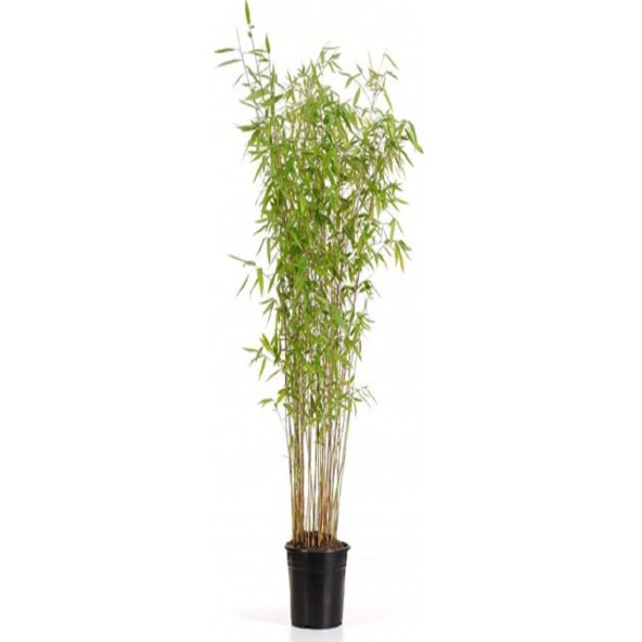 Saksılık Bambu ağacı tohumu Ekim Seti - 7