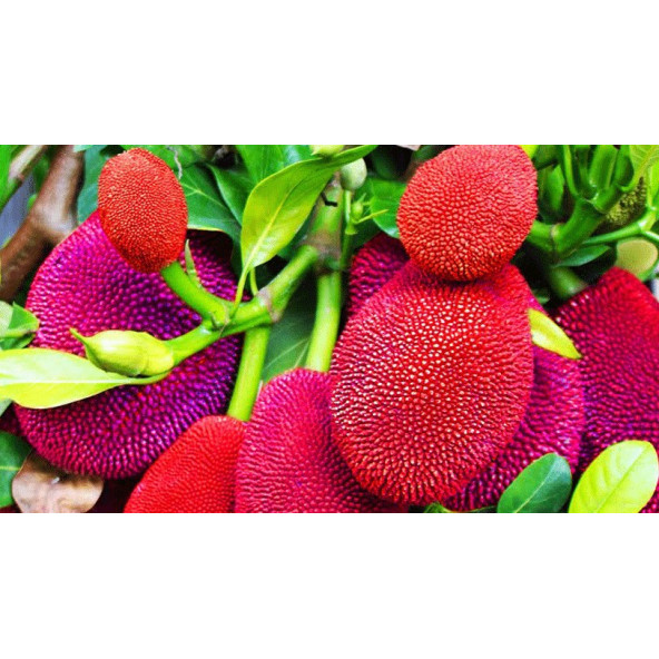 Jack Fruit Red Fidanı 1 Yaş 50 Cm)