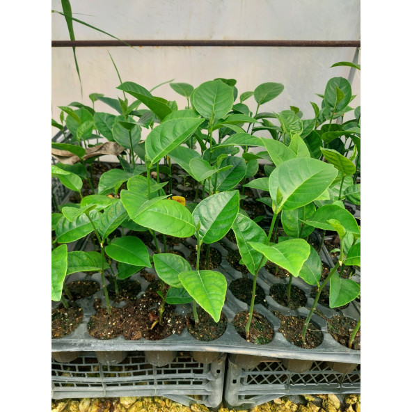 Jack Fruit Red Fidanı 1 Yaş 50 Cm) - Resim 2