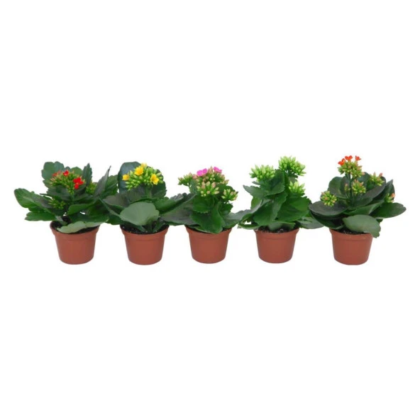 5 adet Farklı Renk Kalanşo Kalanchoe Emel Hanım Kardeş Kanı Çiçeği 10-20 cm