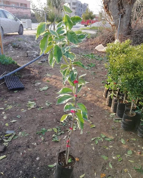 4 Yaş Aşılı Tropikal Pembe Alacalı Limon Fidanı, Torbada - 3