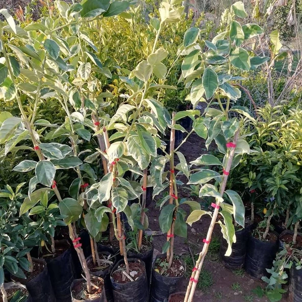 4 Yaş Aşılı Tropikal Pembe Alacalı Limon Fidanı, Torbada - 4