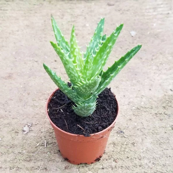 Minyatür Aloevera, 5.5 Cm Saksıda