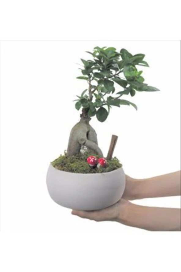 Ficus Ginseng Bonsai & Beyaz Capo Beton Saksıda Hediyelik Canlı Çiçek