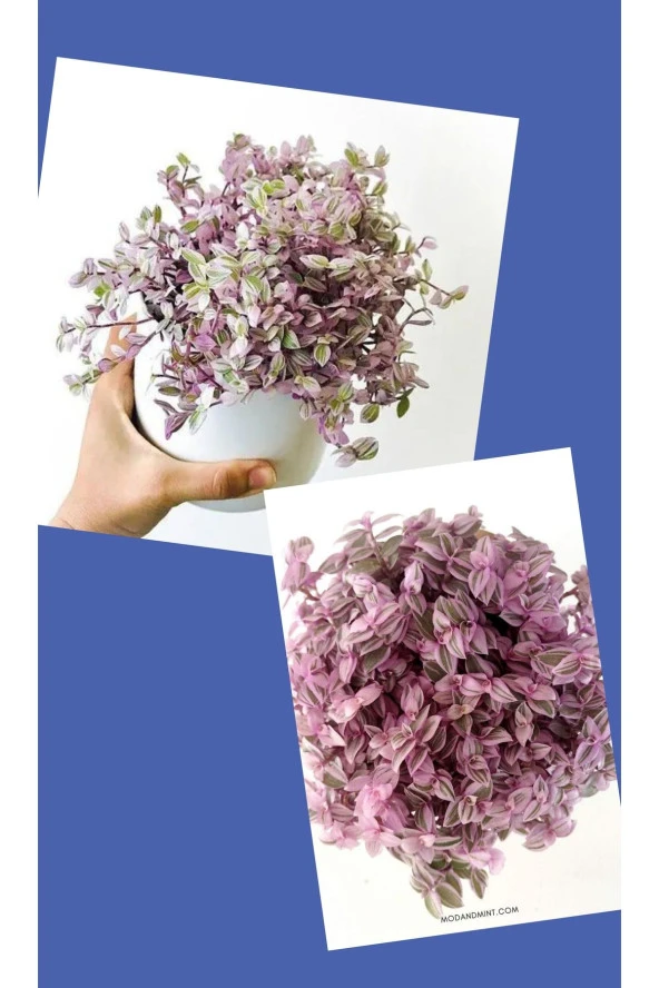 Hediyelik Dekoratif Saksıda Callisia Repens Pink Lady kampanya