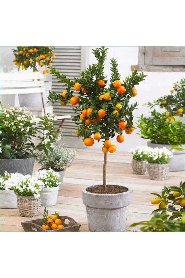 Dekoratif Saksıda Bodur Mandalina Ağacı