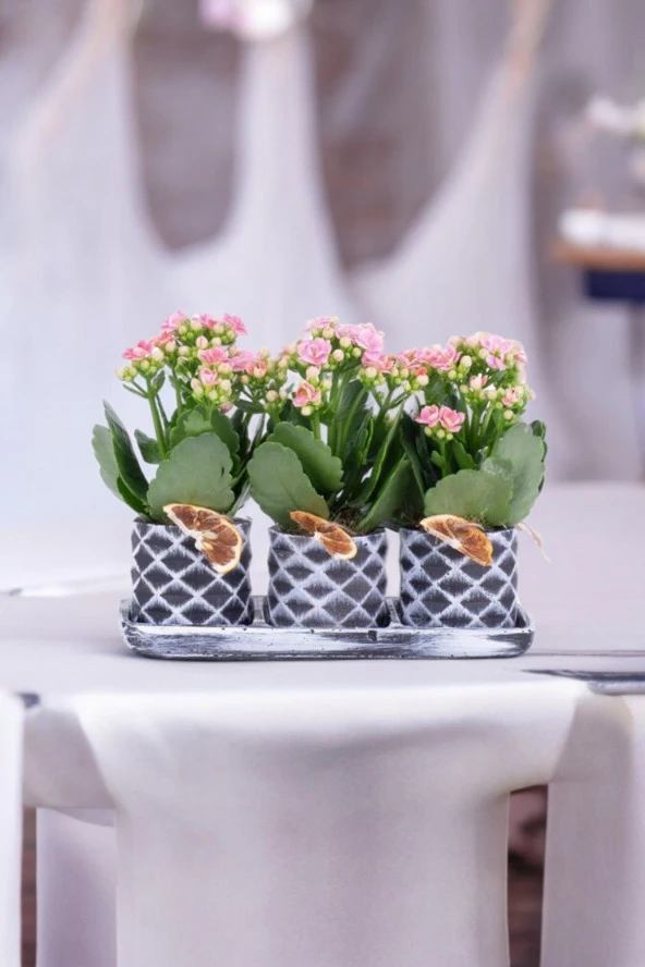 Dekoratif Taş saksılarda kalanşo bitkileri kalanchoe 001