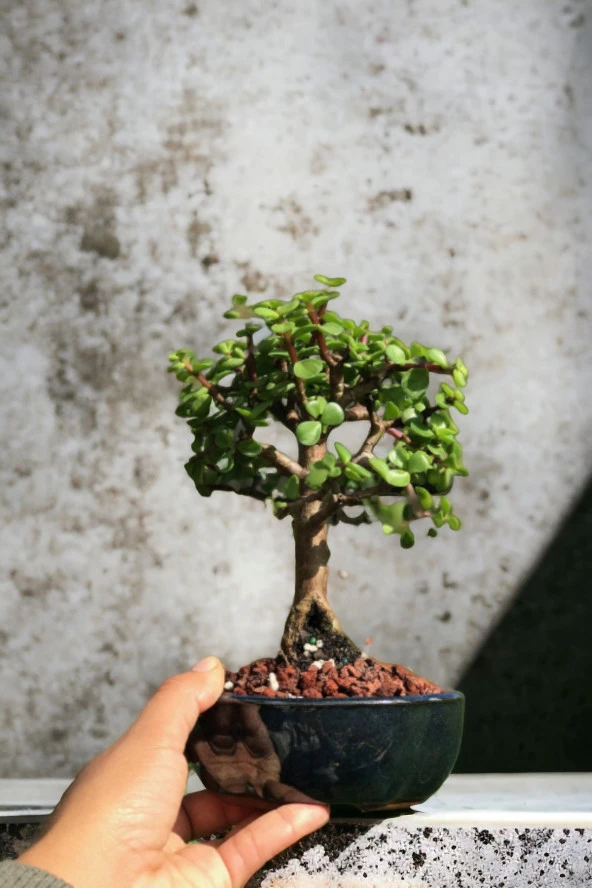 Bonsai para ağacı dekoratif saksıda