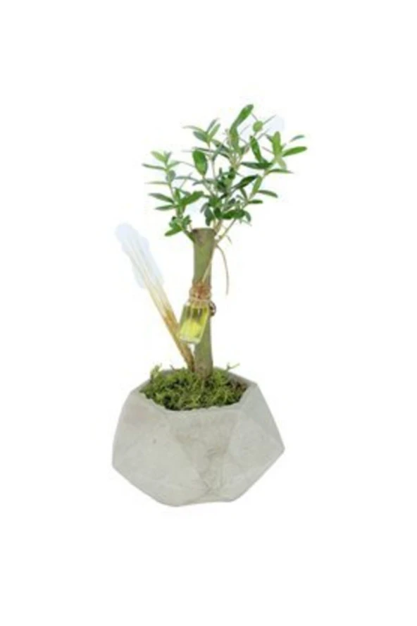 Zeytin Ağacı Bonsai ve Gri Geometrik Beton Saksıda Canlı Çiçek