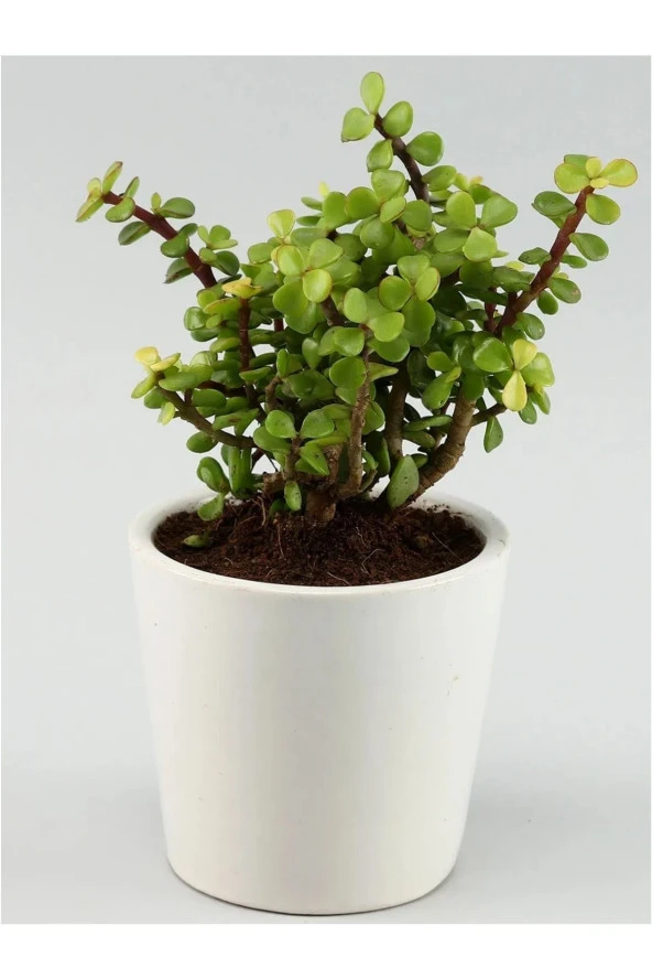 Portulacaria Afra Para Ağacı Fil Azlığı