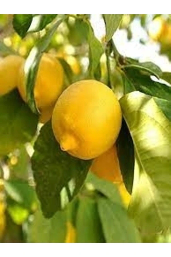 Şeker Tatlı Limon Limon Fidanı