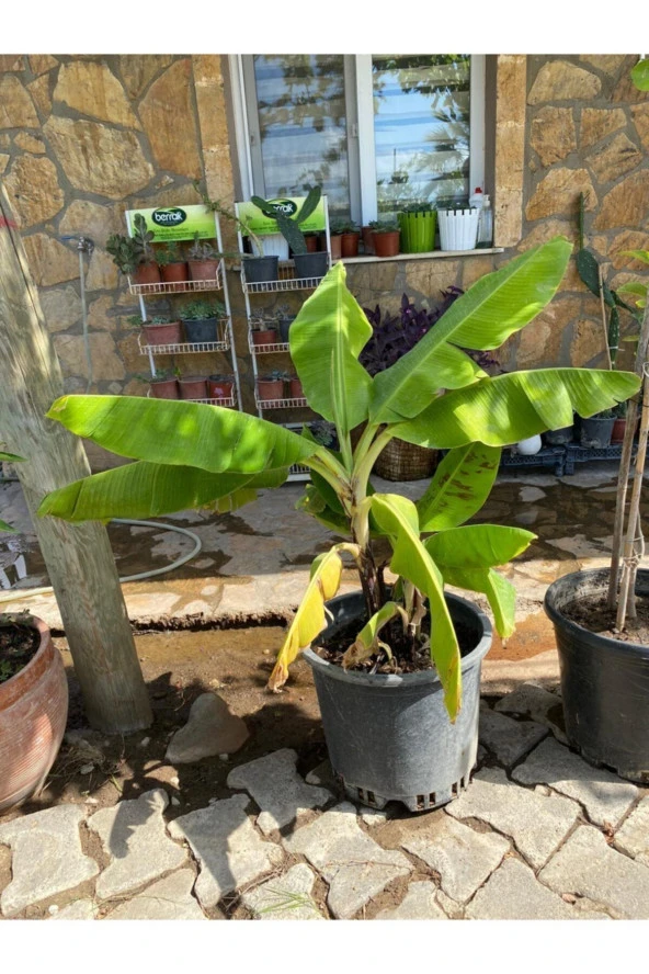 Muz Ağacı 50cm