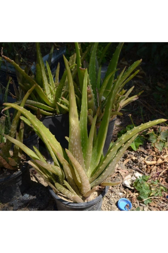 4 Adet Aloe Vera Bitkisi 20-30 Cm