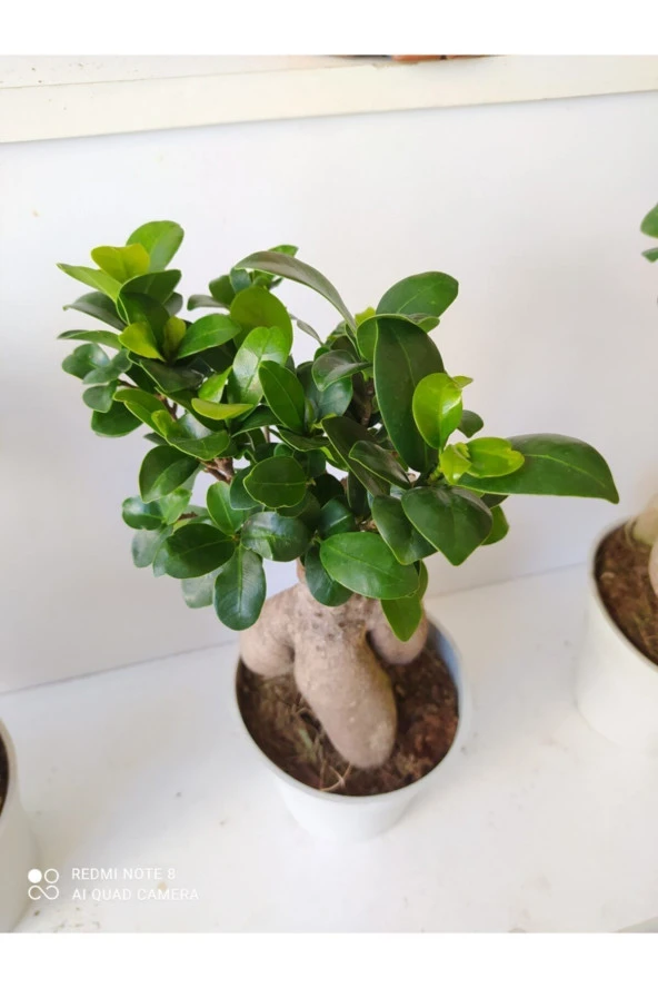 Bonsai Ağacı - 2