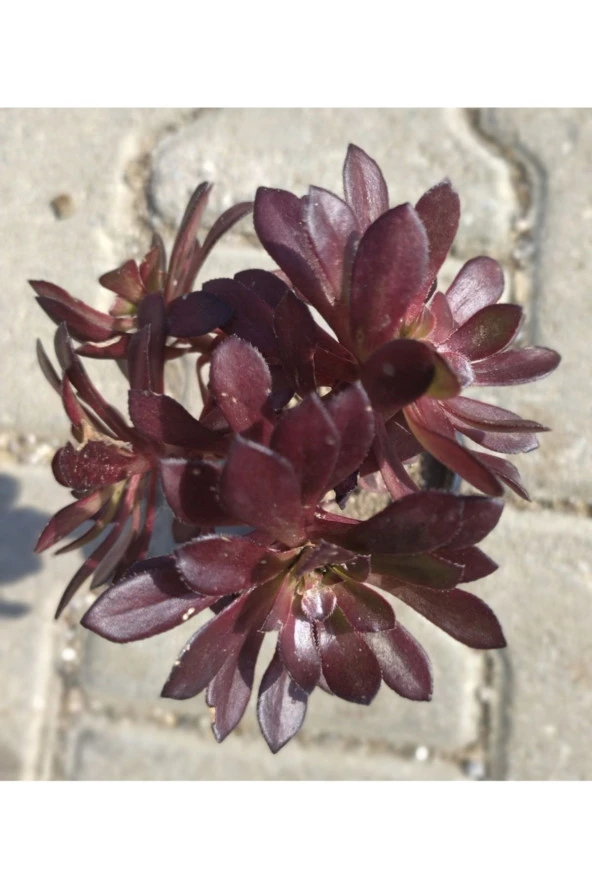 Aeonium Arboreum Bonsai Blackrose