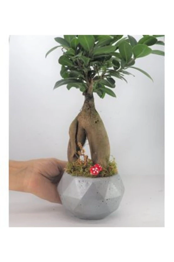 Ficus Ginseng Bonsai & Gri Geometrik Beton Saksıda Hediyelik Canlı Çiçek