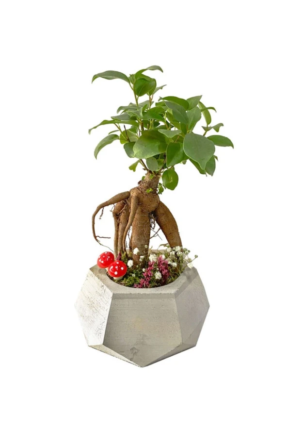 Geometrik Beton Saksıda Mini Ficus Ginseng Bonsai