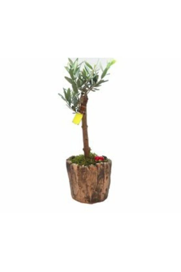 Zeytin Ağacı Bonsai & Wood Moss Beton Saksıda Canlı Çiçek