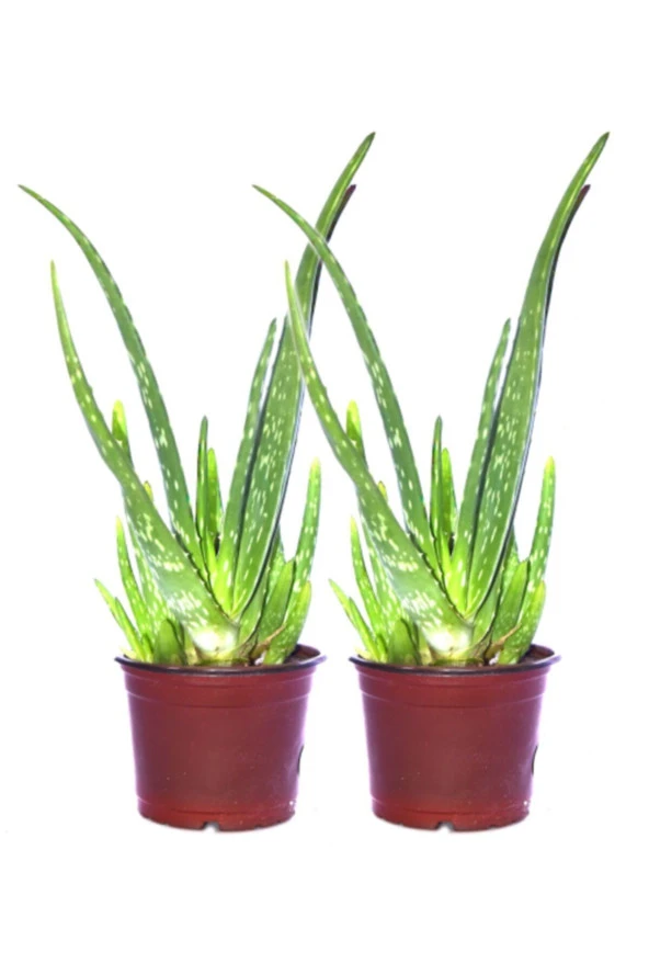 2 Adet Aloevera Çiçeği Bitkisi Aloe Vera Fidanı Dolgun Bol Yavrulu 25-30cm