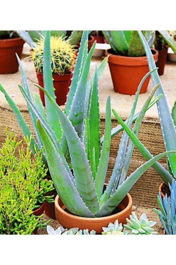 Aloe Vera - Aloevera